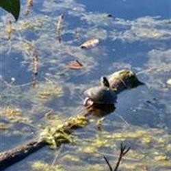 Basking Turtles 